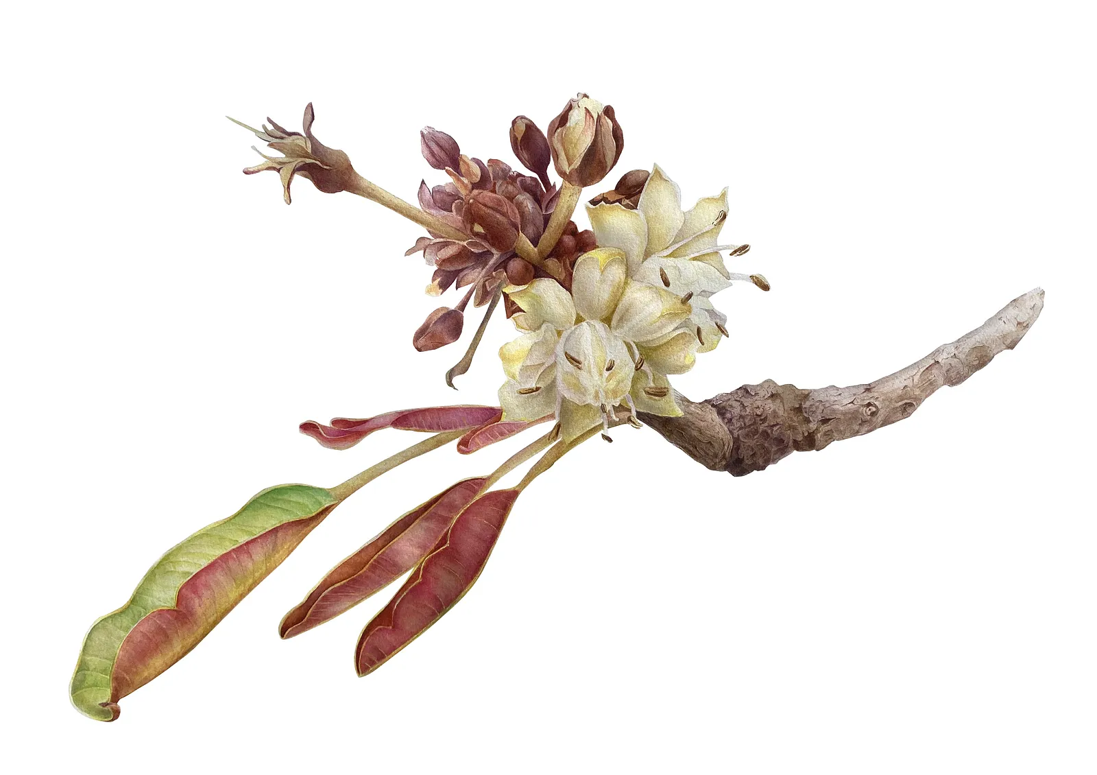 Зображення "Квітка дерева ши - Vitelariia paradoxa C.F. Gaertn. Flower" від Вікторія Колесникова, розмір: 38х56 см, матеріали: акварель на папері, медіум: Живопис, місто: Україна, серія: "Ботаніка"