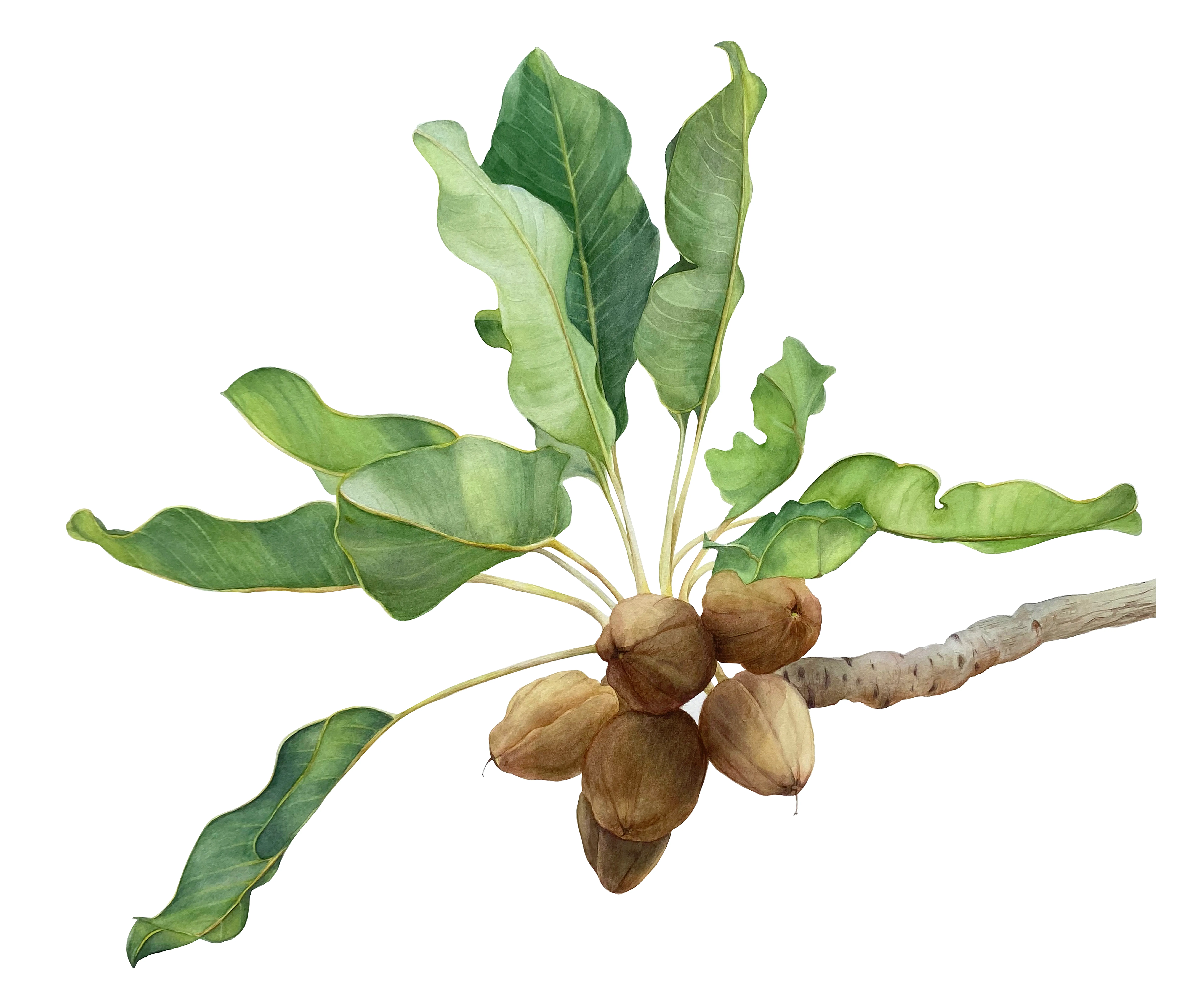 Nuts-SheaTree-1x1.png