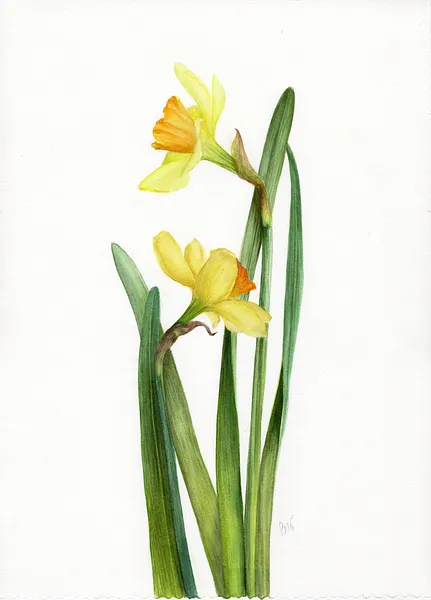 Зображення "Daffodils" від Вікторія Колесникова, розмір: 38х28 см, матеріали: акварель на папері, медіум: Живопис, серія: "Ботаніка"